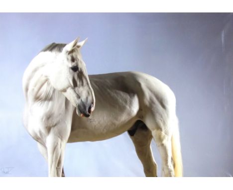 Christian Schwetz (1967-2022), Studies of a white horse, photographic print on paper, signed, largest 41 x 59cm, (mounted, un