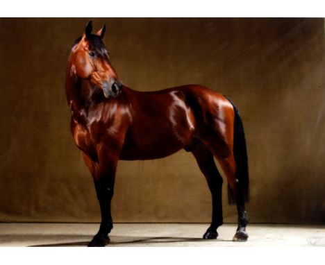 Christian Schwetz (1967-2022), Studies of a brown horse, photographic print on paper, signed, 41 x 58cm, (mounted, unframed i