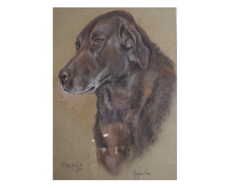 Marjorie Cox, a head and shoulders portrait of a Labrador dog, Treacle, pastel, signed, titled and dated 1982, 48 x 38 cm