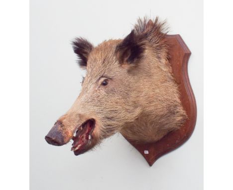 Mounted boars head on oak shield shaped plaque 