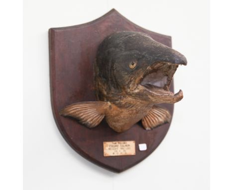 Taxidermy Salmons Head mounted on shield shaped plaque, labelled 'The record Frome Salmon, weight 48.5lbs, 29/05/29, RCH-C un