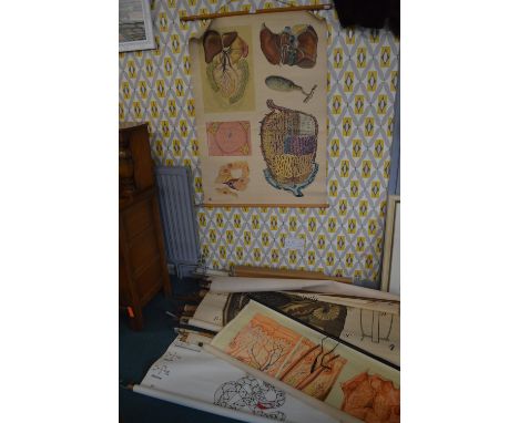 Vintage Dutch School Biology Canvas Posters 