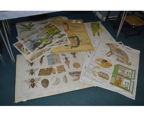 Vintage Dutch School Education Posters 