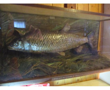 A cased Chub 4lb 3oz, caught on July 1934