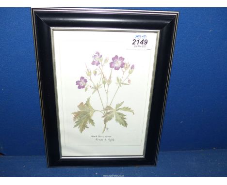 A framed first edition reproduction of original watercolour by Alice Cole ''Wood Geranium'', 8" x 11".