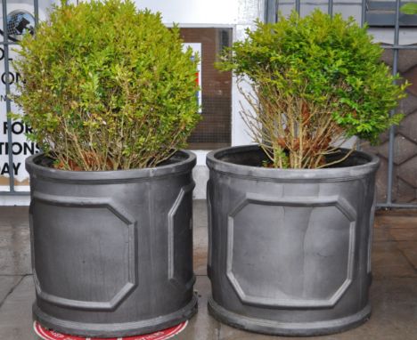 Garden Furniture; A pair of tall common boxwood plants / trees topiary cut to ball shape being set into a pair of faux cast i
