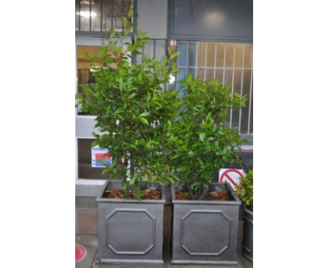Garden Furniture; A pair of tall bay laurel tree's set into a pair of large faux cast iron composite square planters.&nbsp; O