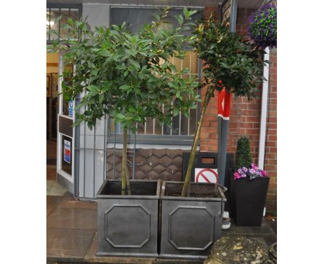 Garden Furniture; A pair of tall bay tree's set into a pair of large faux cast iron composite square planters.&nbsp; One plan