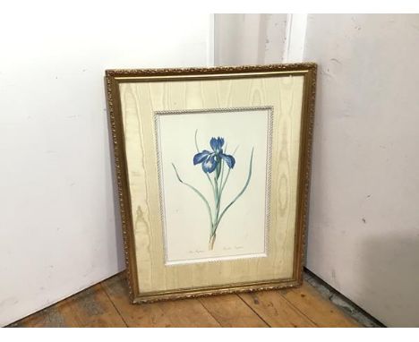 Blue Iris, scientific print, with a rope and fabric border (46cm x 31cm)