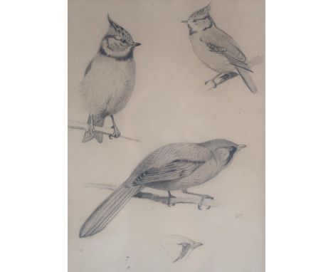 ATTRIBUTED TO ARCHIBALD THORBURN (SCOTTISH 1860-1935) STUDY OF BIRDS PERCHED ON A BRANCH Watercolour heightened with white on