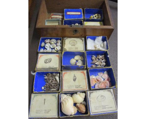 A collection of vintage shells and shell identification boxes, housed in a small mahogany box, A/F  RAB 