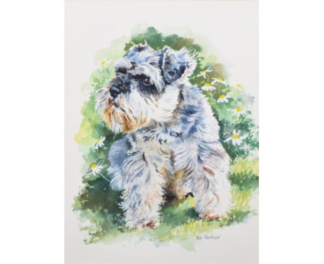 Neil Faulkner (b.1952), Portrait of a Miniature Schnauzer, signed, watercolour, 30.5 x 22.5cm, 12 x 8.75in . Artistsâ€™ Resal