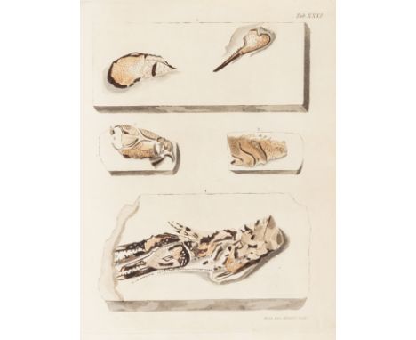 Geology.- Mantell (Gideon) The Fossils of the South Downs; or Illustrations of the Geology of Sussex, first edition, half-tit