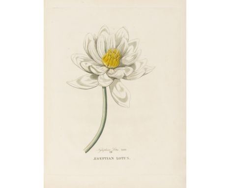 Botany.- Duppa (Richard) Illustrations of the Lotus of Antiquity, 5 hand-coloured engraved plates, one with tiny marginal tea