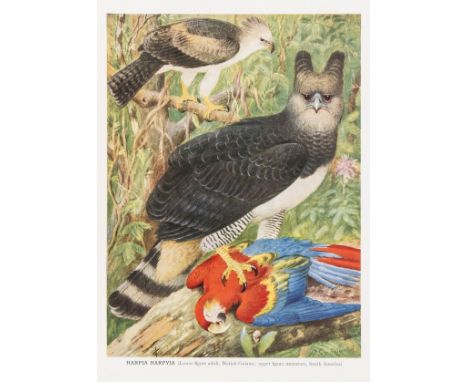 Birds.- Swann (H. Kirke) &amp; Alexander Wetmore. A Monograph of the Birds of Prey (Order Accipitres), 2 vol., half-titles, 5