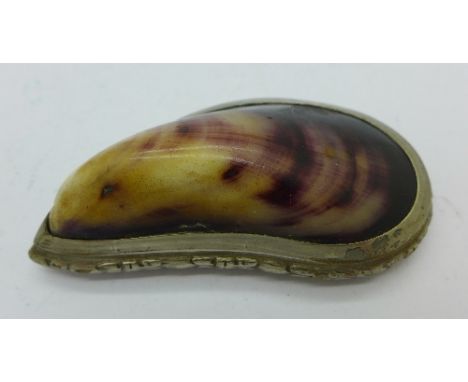 A mussel shell and plated snuff box