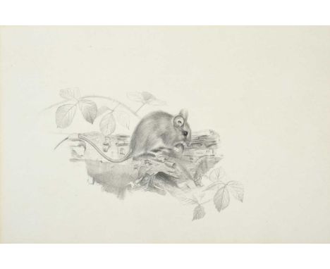 George Roe (20th century)"Watervole and Marsh Cinquefoil"Signed, watercolour heightened with white, together with a further p
