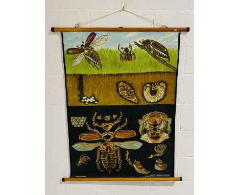 A large cloth-backed vintage Jung Koch Quentell teaching poster for showing the lifecycle of the cockchafer beetle - height 1