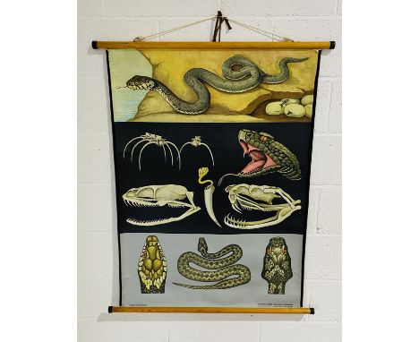A large cloth-backed vintage Jung Koch Quentell teaching poster for snake anatomy - height 118cm