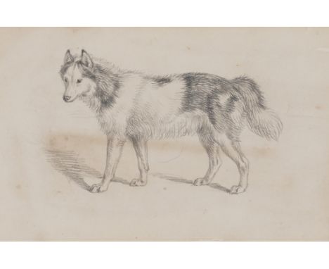 ATTRIBUTED TO SIR EDWIN HENRY LANDSEERA Colliepencil10.5 x 16.5cmProvenanceThomas Agnew & Sons, Old Bond Street, London;Priva