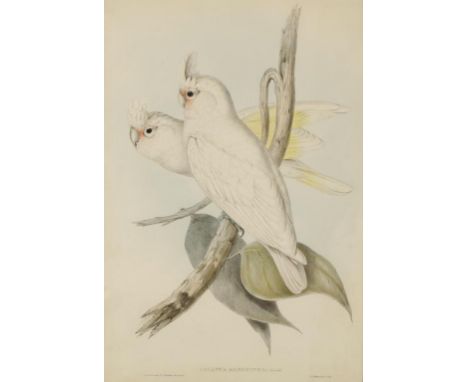 AFTER JOHN GOULD (1804-1897) AND HENRY CONSTANTINE RICHTER (1804-1881) "Cacatua Sanguinea", impression by C. Hullmandel, titl