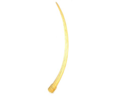A 19th Century Benin Elephant Tusk, of flattened rectangular section, the terminal with a raised ring turned and diaper carve
