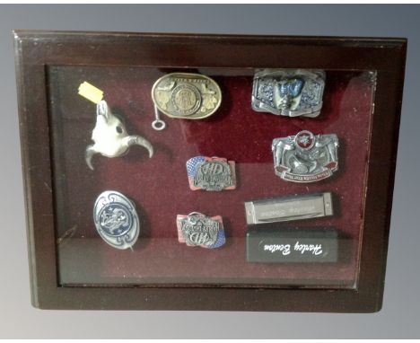 A counter topped display box containing seven assorted belt buckles including Smith and Wesson, Harley Davidson, Law enforcem