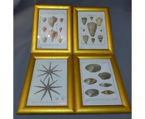 Four coloured plates of shells by Bernard Derixit, including Volute, Venus, Asterias and Cone shells, in hand finished gilded