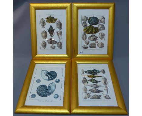 Four coloured plates of shells by various engravers, in hand finished gilded frames, 37 x 24cm