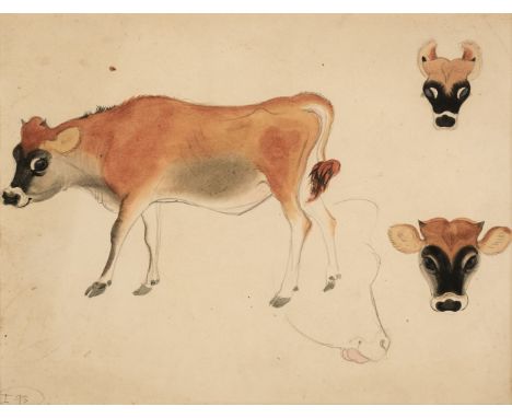 Hale (Kathleen, 1898-2000). Manda, the Jersey Cow, watercolour and pencil on paper, some light spotting (mainly at edges), mo