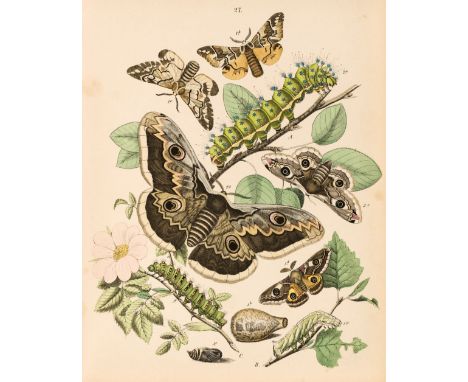Kirby (W.F.) European Butterflies and Moths, London: Cassell, Petter, Galpin &amp; Co., 1882, 61 hand-coloured lithograph pla