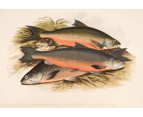 Houghton (William). British Fresh-Water Fishes, 2 volumes, London: William Mackenzie, [1879], 41 chromolithograph plates, wat