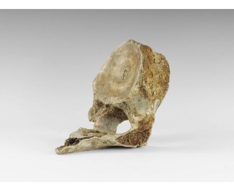Devensian period, 110,000-12,000 years BP. A large woolly mammoth vertebra Mammuthus primigenius from Brown Bank, Lowestoft, 