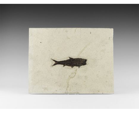 Eocene Period, 58-36 million years BP. A large fossil Knightia alta fish in matrix from Warfield's Quarry, Kemmerer, Green Ri