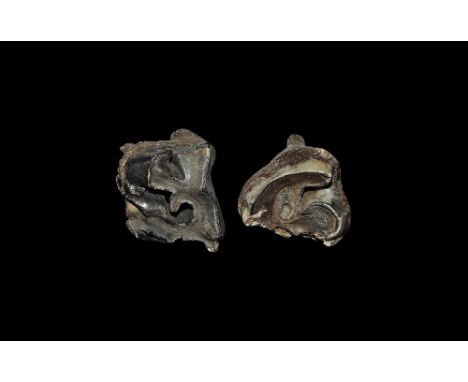Pleistocene Period, 70,000-20,000 years BP. Two molar teeth from the extinct woolly rhinceros Coelodonta antiquitatis, with b