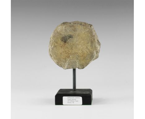 Upper Jurassic Period, 150 million years BP. A fossil dorsal vertebra from an ichthyosaur, from the Kimmeridge Clay, Weymouth