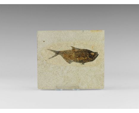 Eocene Period, 58-36 million years BP. A fossil fish Diplomystus from the Green River Formation, Lincoln County, Wyoming, U.S