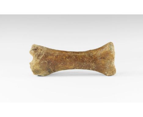 Late Pleistocene Period, 1.5 million-7,700 years BP. A large woolly rhinoceros lower leg bone Coelodonta antiquitatis from Br