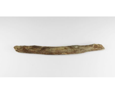 Devensian period, 110,000-12,000 years BP. A large woolly mammoth rib Mammuthus primigenius from Brown Bank, Lowestoft, U.K. 