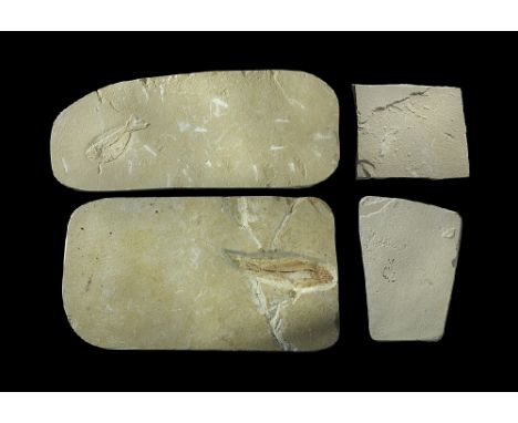 Eocene Period, 56-33 million years BP. A group of fossil fish, two small and two larger, probably Knightia alta, in thin matr
