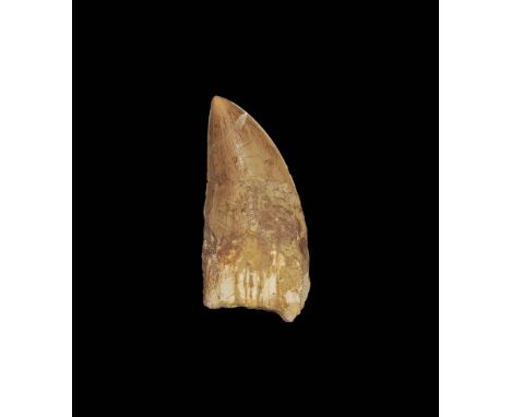 Cretaceous Period, 145-65 million years BP. A large example of a fossil tooth with serration clearly visible and some enamel 