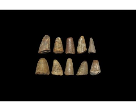 Cretaceous Period, 180 million years BP. A group of ten dinosaur teeth, probably from the marine reptile Mosasaur sp., and sh