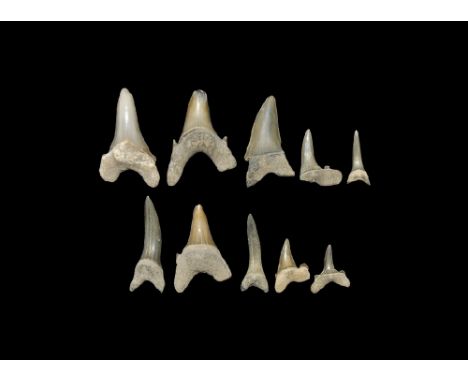Eocene Period, 56-33 million years BP. A group of ten mixed species of fossil shark teeth including two Otodus obliquus, or S