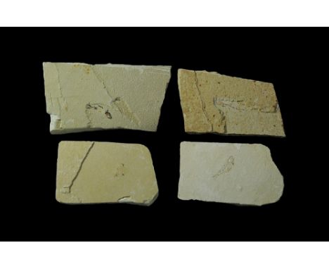 Eocene Period, 56-33 million years BP. A group of fossil fish, three probably Knightia alta, the fourth a different species; 