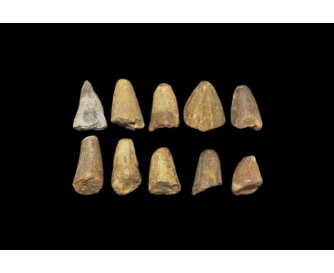 Cretaceous Period, 180 million years BP. A group of ten dinosaur teeth, probably from the marine reptile Mosasaur sp., and sh
