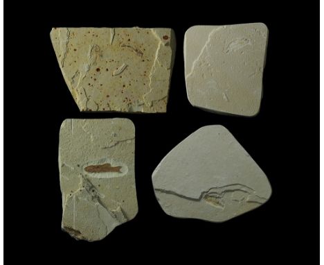 Eocene Period, 56-33 million years BP. A group of fossil fish, three (one bearing two specimens) probably Knightia alta, the 