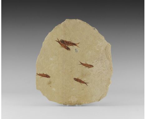 Eocene Period, 58-36 million years BP. A group of five fossil Knightia alta fish in matrix from Warfield's Quarry, Kemmerer, 