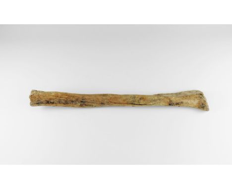Devensian period, 110,000-12,000 years BP. A large woolly mammoth rib Mammuthus primigenius from Brown Bank, Lowestoft, Suffo