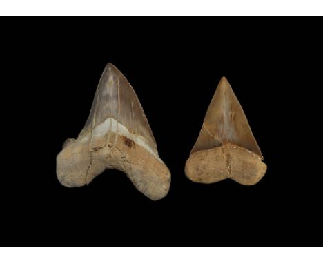 Eocene Period, 50-55 million years BP - Miocene Period, 23-5.3 million years BP. A group of two large fossil shark teeth comp