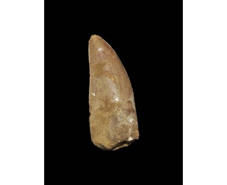 Cretaceous Period, 145-65 million years BP. A large fossil tooth with good serrated edges and enamel from Bahariasaurus ingen